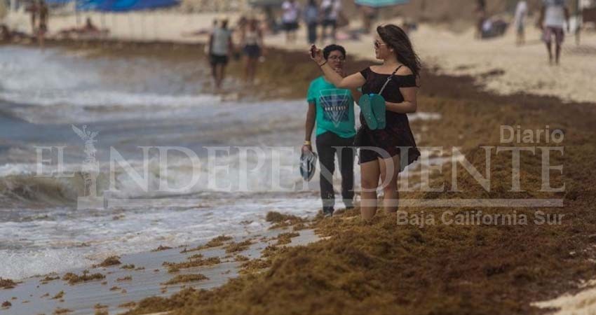 Sargazo no contamina aguas ni daña al ser humano: Semar Sargazo no contamina aguas ni daña al ser humano: Semar