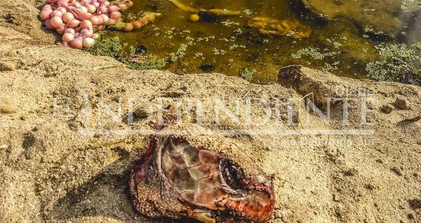 Indigna hallazgo de tortuga destazada frente al Estero de SJC Indigna hallazgo de tortuga destazada frente al Estero de SJC