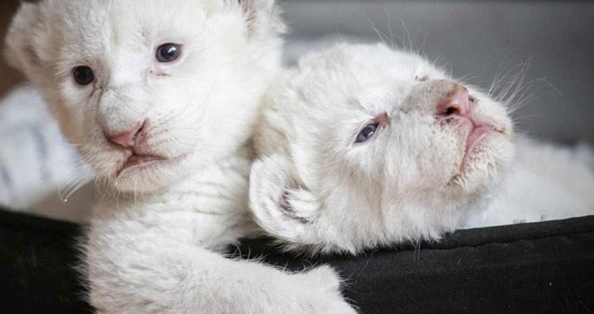 ¡Hermosos! Nacen dos cachorros de león blanco en Francia ¡Hermosos! Nacen dos cachorros de león blanco en Francia
