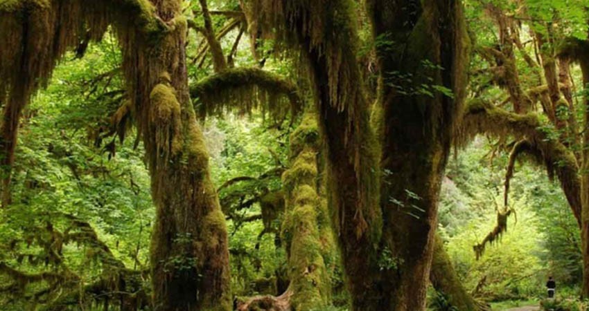 ¡Castigo histórico! Por ecocidio deben plantar 3 mil árboles en Chiapas ¡Castigo histórico! Por ecocidio deben plantar 3 mil árboles en Chiapas