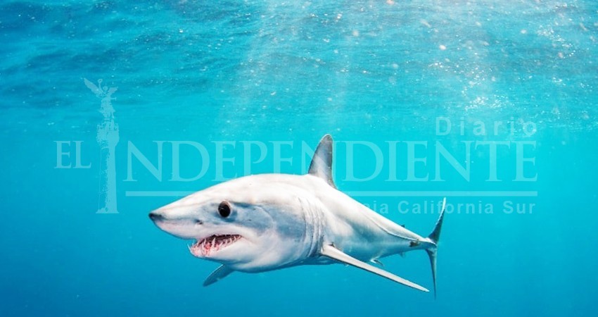 Los Cabos de los mejores lugares del mundo para observar el tiburón mako