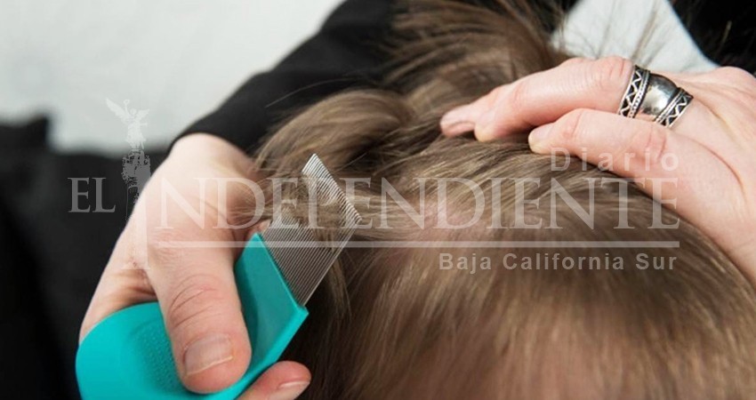 Emite recomendaciones la SSA para tratar casos de piojos en estudiantes