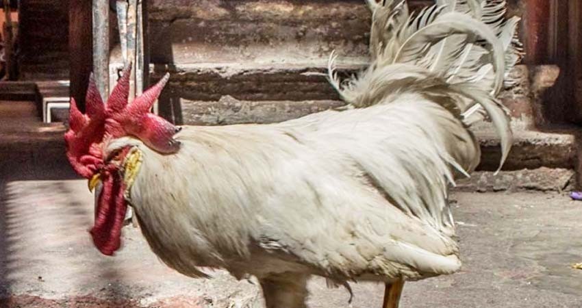 ¡A picotazos! gallo mata a abuelita en Australia ¡A picotazos! gallo mata a abuelita en Australia