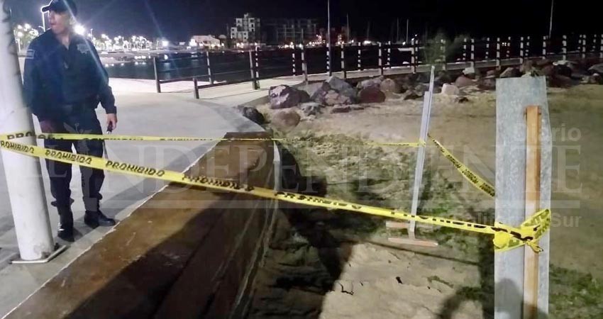 DE NUEVO.. una tortuga anida en el malecón de La Paz DE NUEVO.. una tortuga anida en el malecón de La Paz