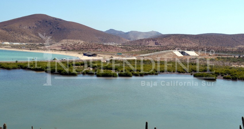 Instalarán cercos perimetrales en manglares de La Paz Instalarán cercos perimetrales en manglares de La Paz