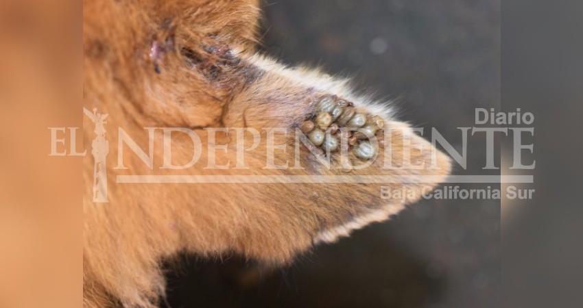 Calor y humedad propiciada por el hombre genera infestación de garrapatas: Veterinario Calor y humedad propiciada por el hombre genera infestación de garrapatas: Veterinario