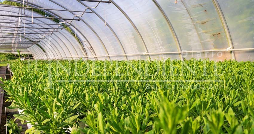 Instalarán Vivero Municipal con capacidad para más de 100 mil árboles Instalarán Vivero Municipal con capacidad para más de 100 mil árboles