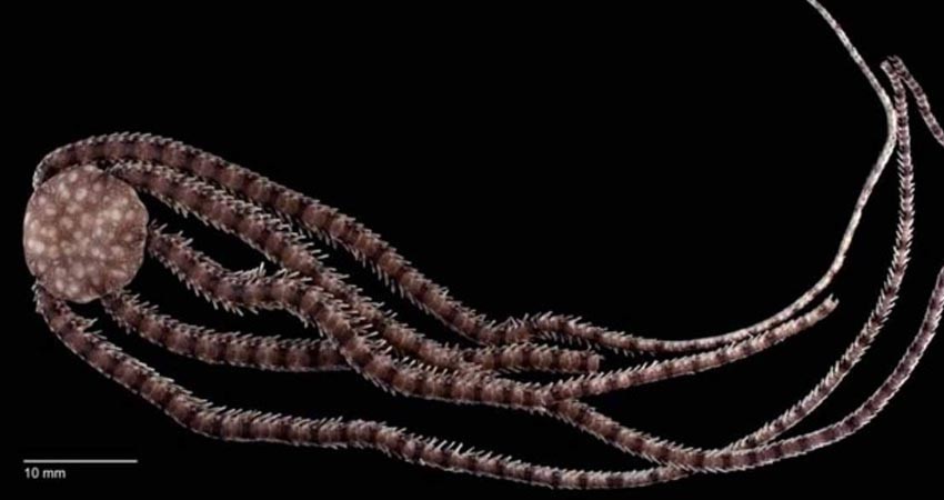 Descubren esta nueva especie marina en México Descubren esta nueva especie marina en México