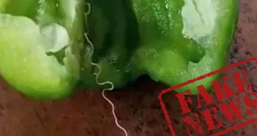 ¿Este video muestra una nueva especie de gusano peligroso? ¿Este video muestra una nueva especie de gusano peligroso?