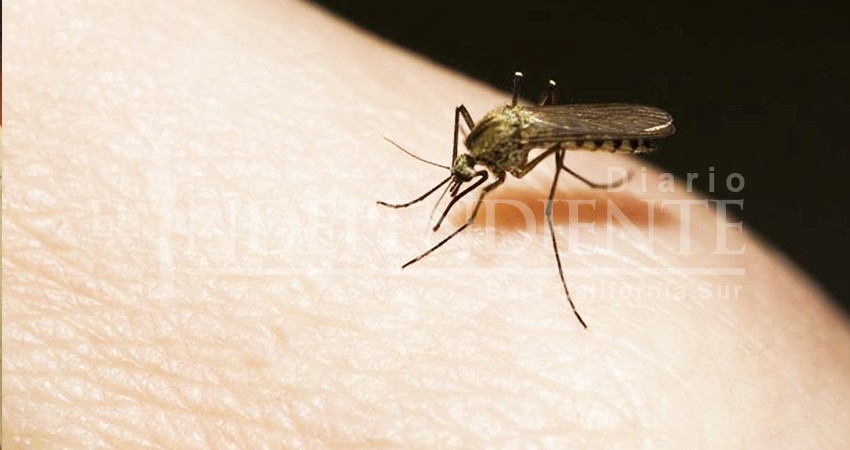 Los Cabos, dentro de las 137 localidades del país vulnerables al dengue Los Cabos, dentro de las 137 localidades del país vulnerables al dengue