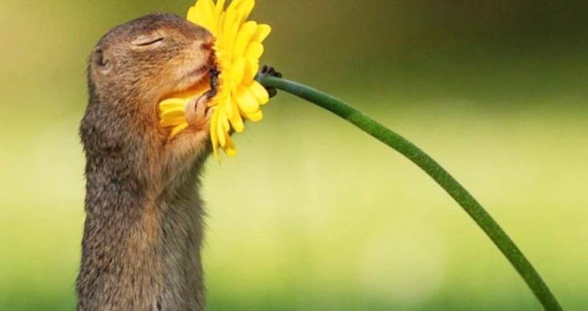 Seduce Internet con la foto de una ardilla aspirando una flor Seduce Internet con la foto de una ardilla aspirando una flor