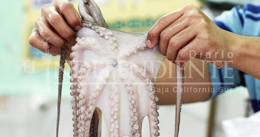 Detectan uso de cloro para pesca ilegal de pulpo en Cabo del Este Detectan uso de cloro para pesca ilegal de pulpo en Cabo del Este