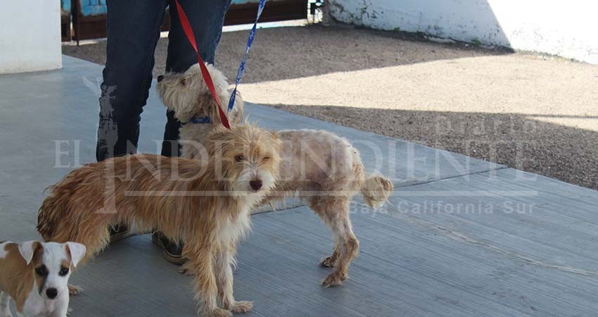 No hay cultura para adopción de mascotas: CEMAC No hay cultura para adopción de mascotas: CEMAC