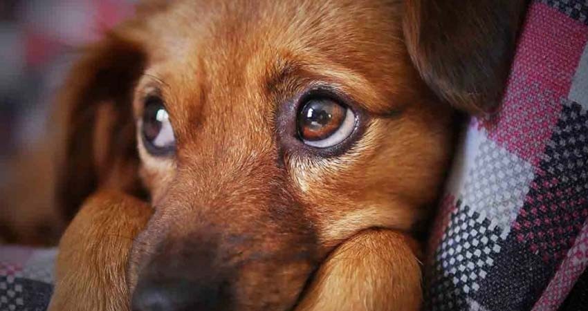 Rara enfermedad mata 26 perros en Noruega; hay alerta Rara enfermedad mata 26 perros en Noruega; hay alerta