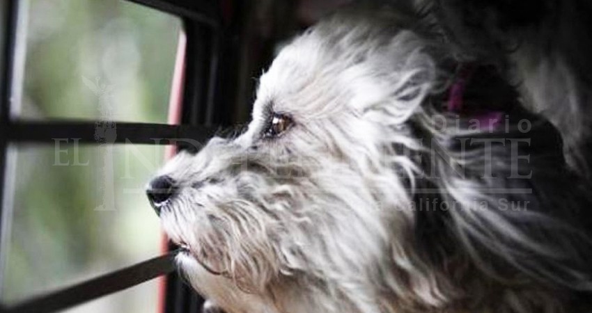 Fueron extorsionadas con la desaparición de sus mascotas en BCS Fueron extorsionadas con la desaparición de sus mascotas en BCS