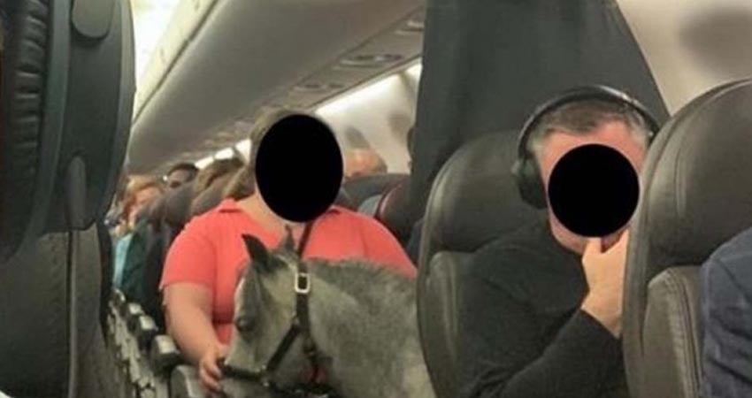 Mujer viaja con su mascota dentro de avión... ¡un caballo! Mujer viaja con su mascota dentro de avión... ¡un caballo!