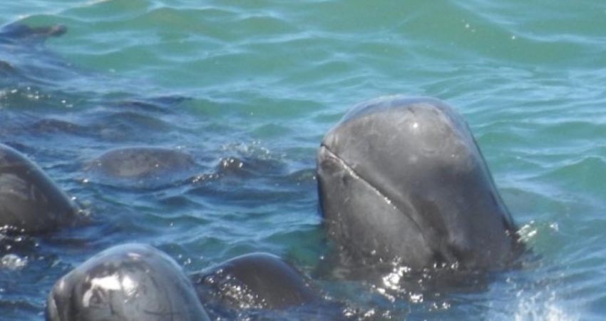 Delfines se acurrucan antes de ser brutalmente asesinados Delfines se acurrucan antes de ser brutalmente asesinados