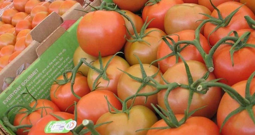 Mexico y EU firman acuerdo sobre jitomate; termina arancel Mexico y EU firman acuerdo sobre jitomate; termina arancel