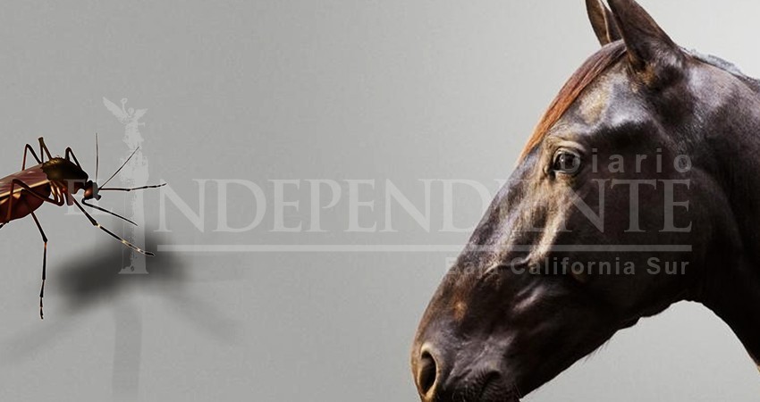 Registra Los Cabos solo 1 caso de rabia animal