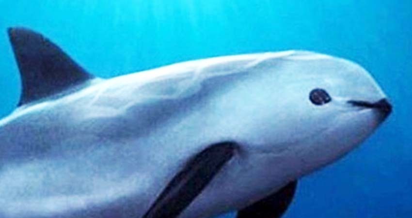 Busca Profepa continuar con el trabajo de conservación de la Vaquita Marina