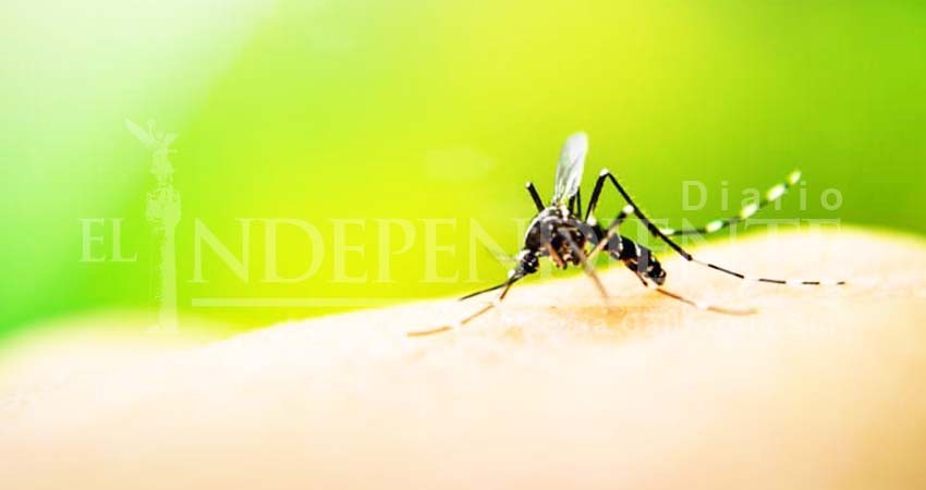 Confirma SSA 14 casos de dengue en BCS Confirma SSA 14 casos de dengue en BCS