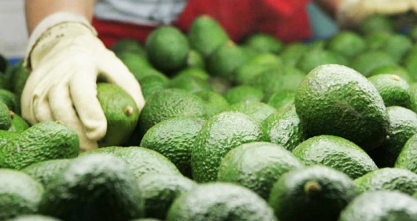 Aguacate mexicano genera cadenas de valor importantes para el país Aguacate mexicano genera cadenas de valor importantes para el país