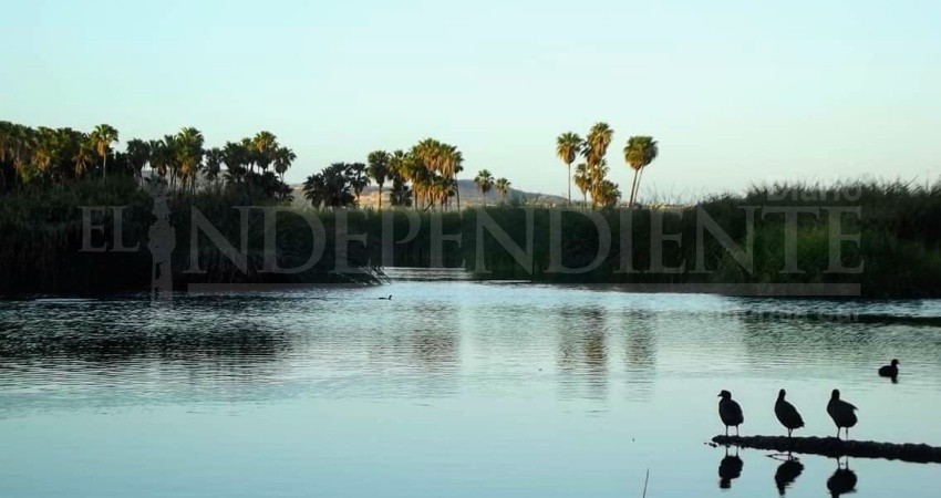 Piden a cabeños denunciar cualquier daño en el Estero de San José Piden a cabeños denunciar cualquier daño en el Estero de San José