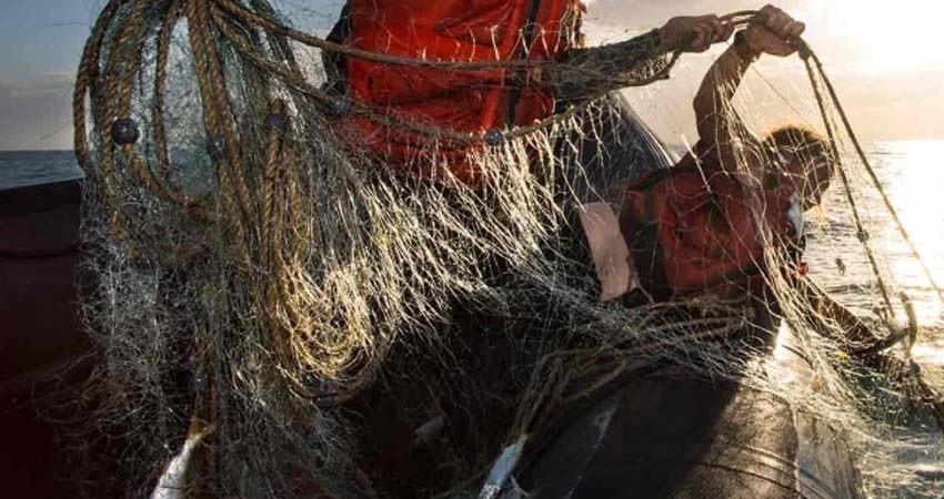 Retiran de Golfo de California red que dañaría a Vaquita Marina