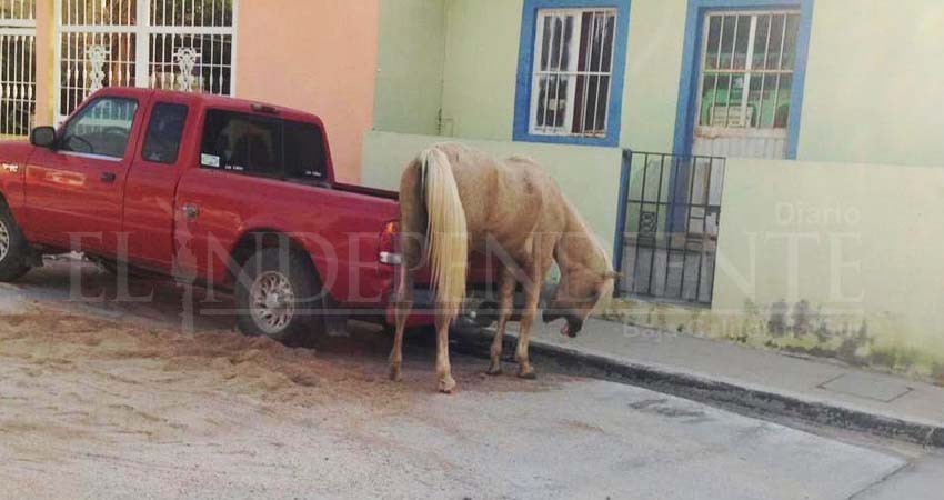 Merodean vacas y caballos colonias de CSL; algunos están heridos