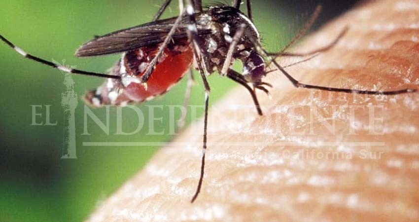Ocupa BCS el lugar 23 a nivel nacional en casos de dengue