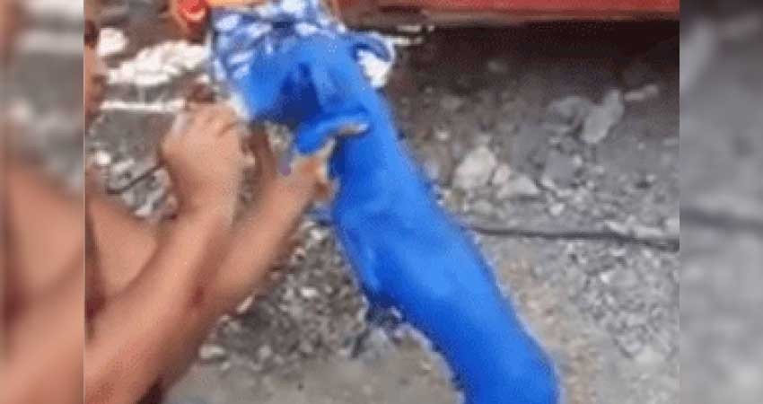 Captan a hombre pintando a un perrito; enfurece en redes Captan a hombre pintando a un perrito; enfurece en redes