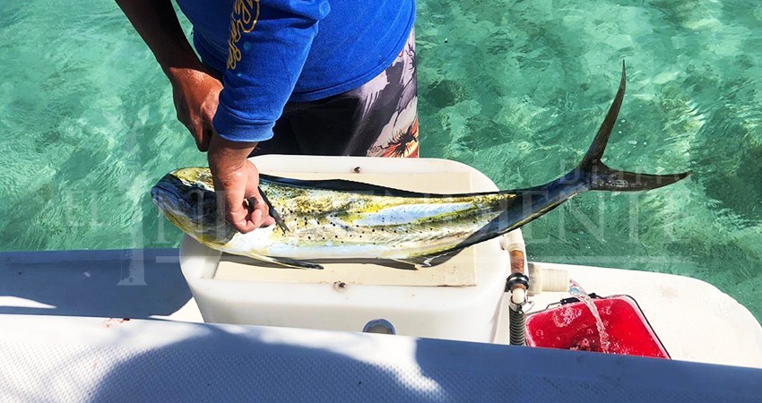 Liberación del dorado a la pesca comercial afectaría a todos los pescadores del país Liberación del dorado a la pesca comercial afectaría a todos los pescadores del país