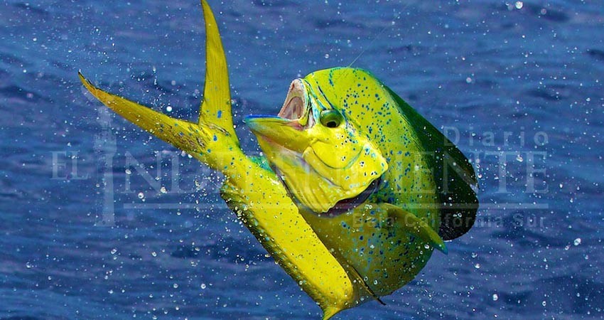 Liberar el dorado a la pesca comercial “sería catastrófico”: Fedecoop Liberar el dorado a la pesca comercial “sería catastrófico”: Fedecoop