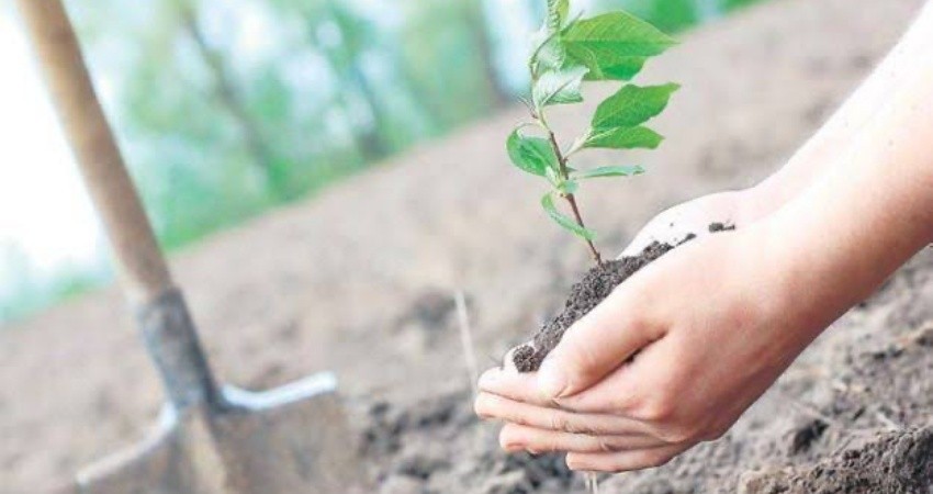 Jóvenes del servicio militar apoyarán con el plantado de arboles en La Paz Jóvenes del servicio militar apoyarán con el plantado de arboles en La Paz