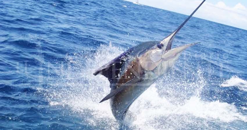 Este año se han otorgado más de 100 mil permisos de pesca deportiva en BCS Este año se han otorgado más de 100 mil permisos de pesca deportiva en BCS