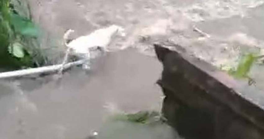 Perrito es arrastrado por la corriente de un río; así lo rescató su dueño Perrito es arrastrado por la corriente de un río; así lo rescató su dueño