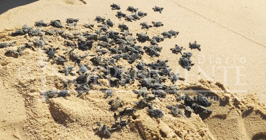 Sorprenden a bañistas de playa El Médano decenas de tortugas recién nacidas Sorprenden a bañistas de playa El Médano decenas de tortugas recién nacidas
