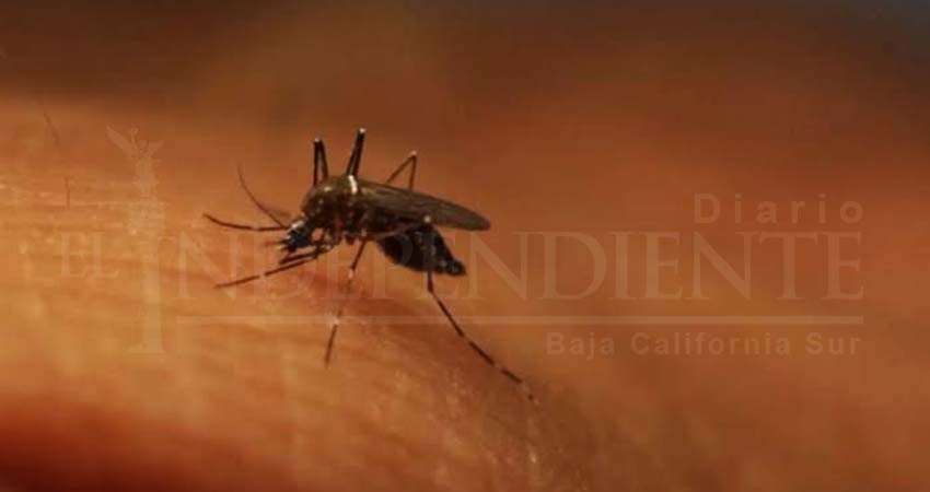 Evidencian irregularidad de la SSA en cifras de dengue en BCS Evidencian irregularidad de la SSA en cifras de dengue en BCS