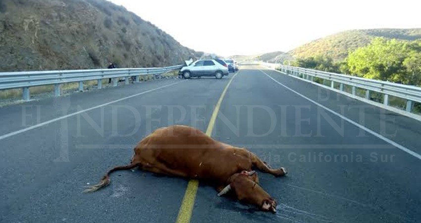 Crean ley para prevenir y eliminar la presencia de ganado en carreteras de BCS Crean ley para prevenir y eliminar la presencia de ganado en carreteras de BCS