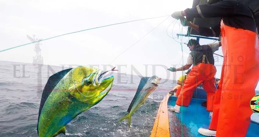 “De liberar el Dorado, seguirán con el Marlin”, advierten pescadores deportivos “De liberar el Dorado, seguirán con el Marlin”, advierten pescadores deportivos
