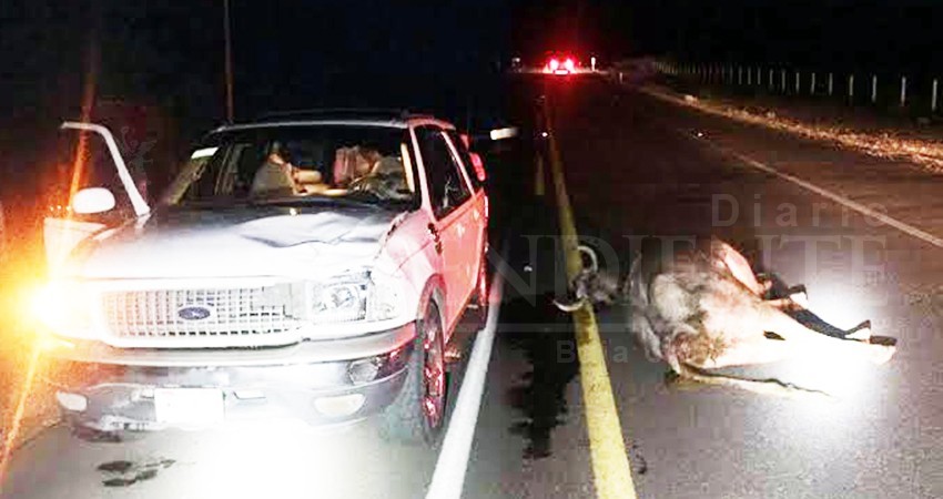 Ley para eliminar la presencia de ganado en carreteras fue hecha “al vapor”: Ganaderos Ley para eliminar la presencia de ganado en carreteras fue hecha “al vapor”: Ganaderos