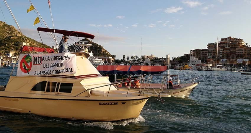 Baja California Sur le dice NO a la comercialización del Pez Dorado Baja California Sur le dice NO a la comercialización del Pez Dorado