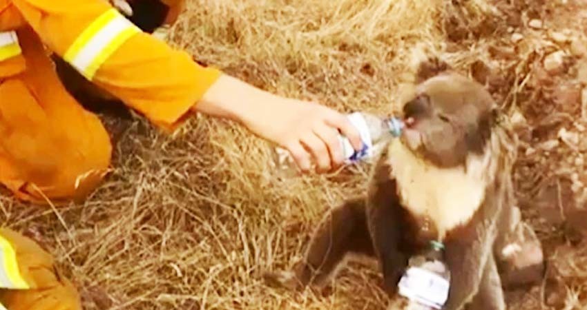 Teme Australia muerte de miles de koalas por incendios Teme Australia muerte de miles de koalas por incendios