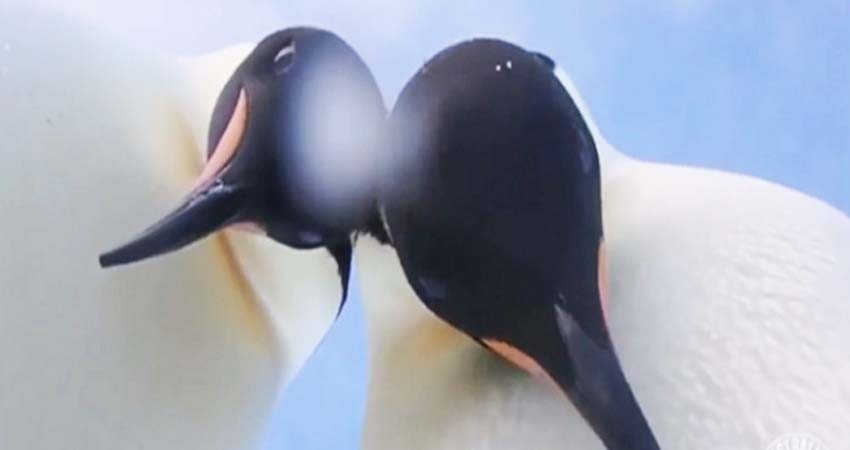 Dos pingüinos se vuelven virales por hacerse una ‘selfie’