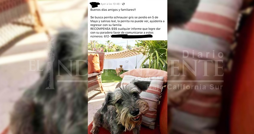 Tras explosiones por pirotecnia, ciudadanos inician el 2020 buscando a sus mascotas Tras explosiones por pirotecnia, ciudadanos inician el 2020 buscando a sus mascotas