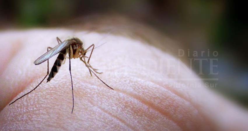 La Paz, el municipio con más casos de dengue en el 2019 