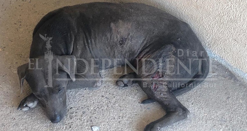 En riesgo mascotas, por nula legislación de protección animal en Los Cabos