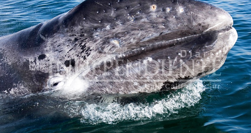 Derrama económica por 14 mdp esperan del festival de la Ballena Gris en Puerto Chale