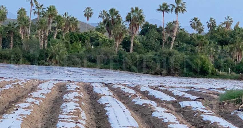 No debería operar huerto en zona turística de Todos Santos: Chema Avilés