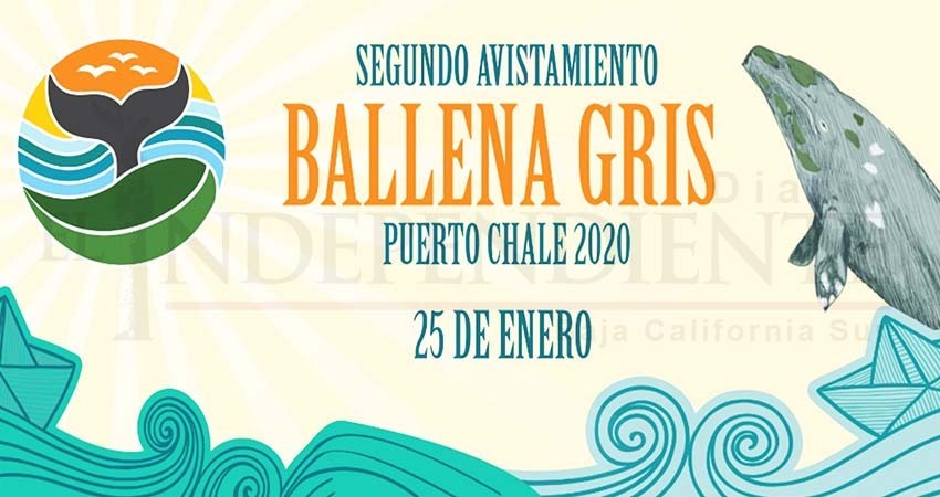 Festival Puerto Chale recibirá a visitantes con 40 ejemplares en sus aguas